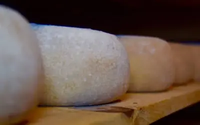 Milchprodukte – gesund für den Hund?