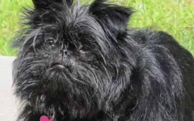 Affenpinscher » Rassebeschreibung