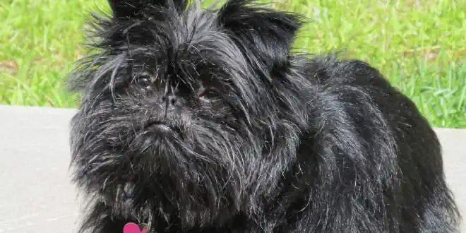 Affenpinscher » Rassebeschreibung