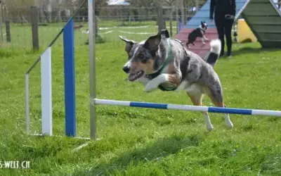 Agility – der berühmte Hundesport