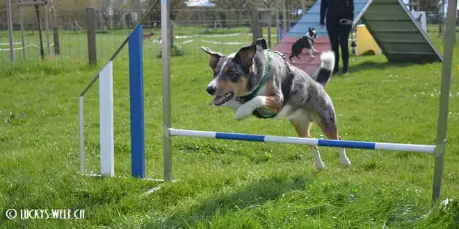 Agility – der berühmte Hundesport