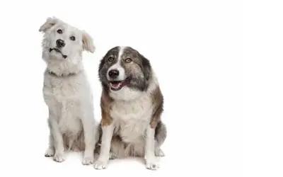 Aïdi » Rassebeschreibung