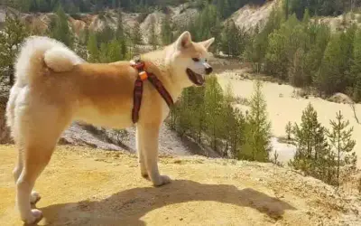 Akita » Rassebeschreibung