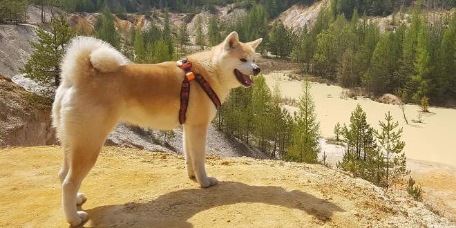 Akita » Rassebeschrei­bung