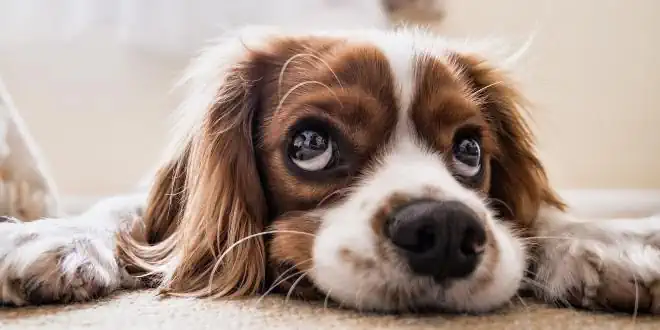 Akne bei Hunden