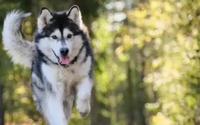 Alaskan Malamute