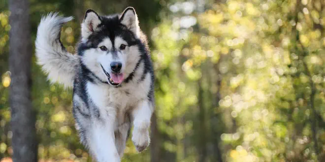 Alaskan Malamute