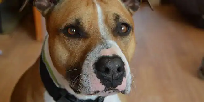 American Staffordshire Terrier