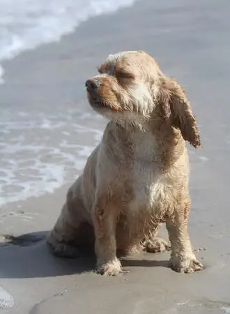 American Water Spaniel