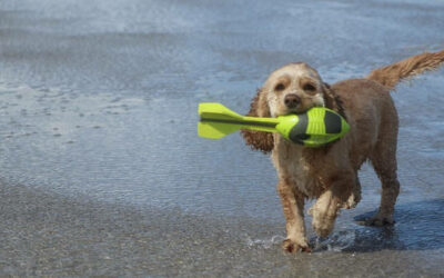 American Water Spaniel » Rassebeschrei­bung