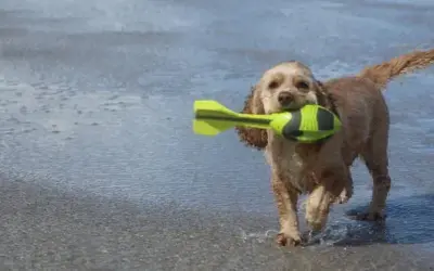 American Water Spaniel » Rassebeschreibung