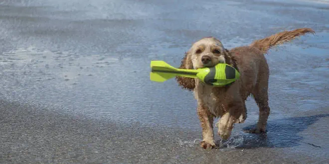 American Water Spaniel » Rassebeschreibung
