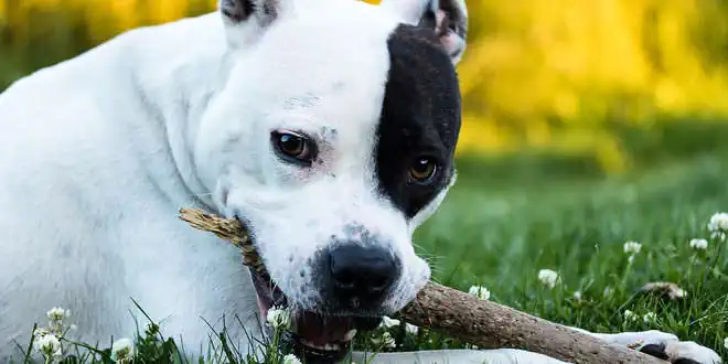Amstaff