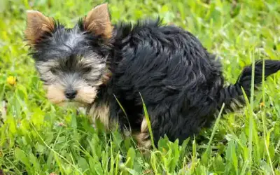 Analdrüsenentzündung beim Hund