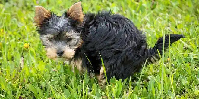 Analdrüsenentzündung beim Hund