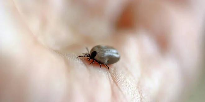 Anaplasmose
