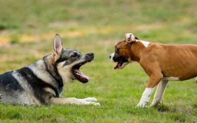 Aortenstenose (AS) beim Hund