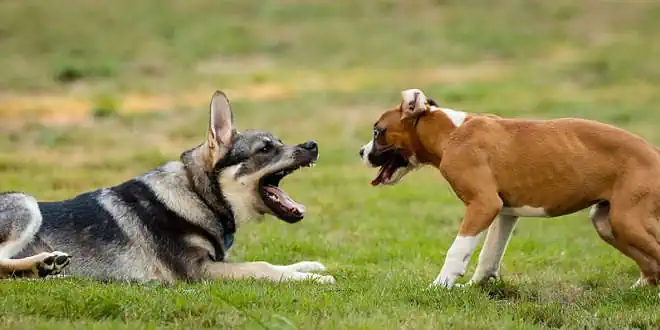 Aortenstenose (AS) beim Hund
