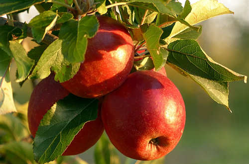 Apfel