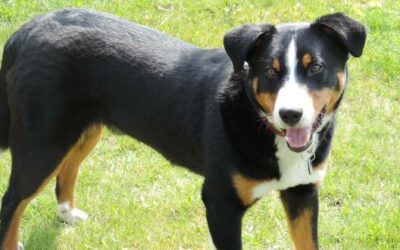 Appenzeller Sennenhund » Rassebeschrei­bung