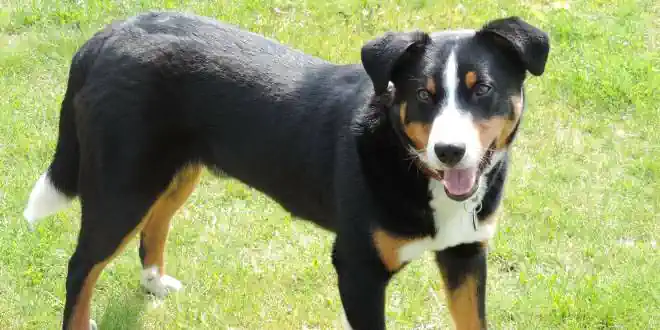 Appenzeller Sennenhund Appenzeller Sennenhund