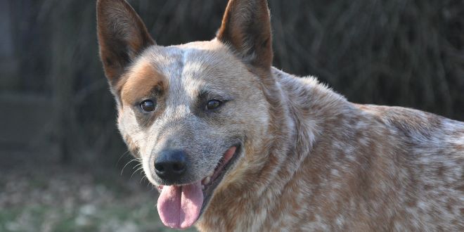 Australian Cattle Dog » Rassebeschrei­bung