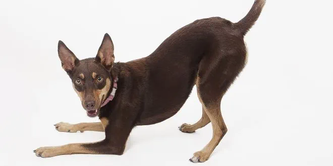 Australian Kelpie Australian Kelpie
