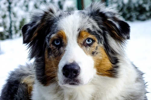 Australian Shepherd