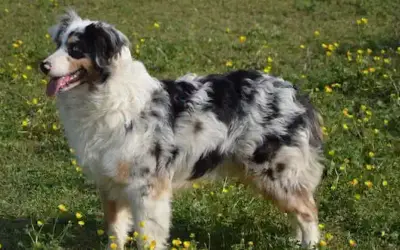 Australian Shepherd