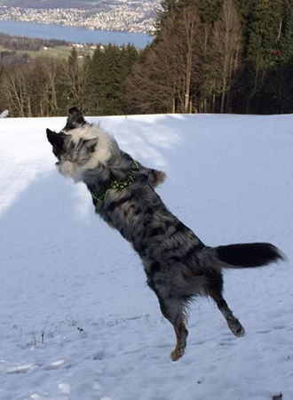 Australian Shepherd Spass