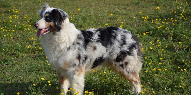 Australian Shepherd