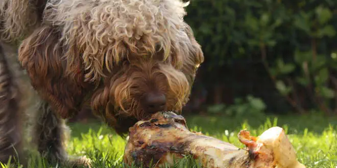 Barfen bei Hunden