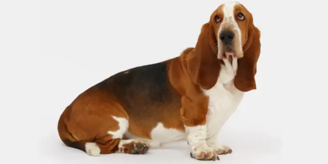 Basset Hound » Rassebeschreibung des Hundes