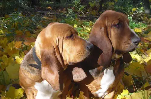 Zwei Bassets