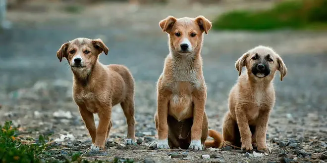 Aszites – Bauchwassersucht beim Hund
