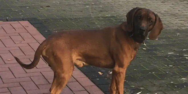 Bayerischer Gebirgsschweißhund / BGS » Rassebeschreibung