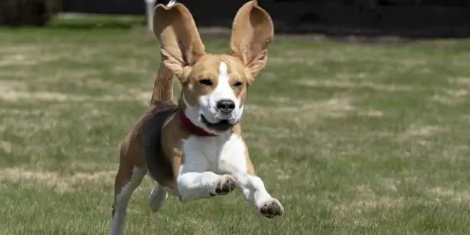 Beagle