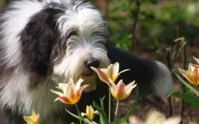 Bearded Collie » Rassebeschreibung