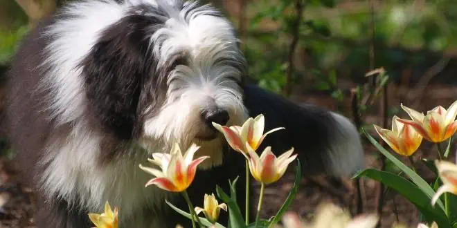 Bearded Collie » Rassebeschreibung