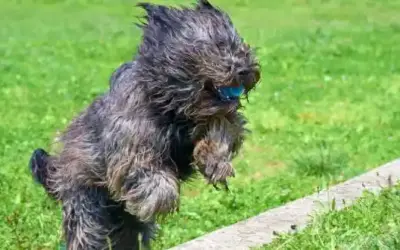 Bergamasker Hirtenhund