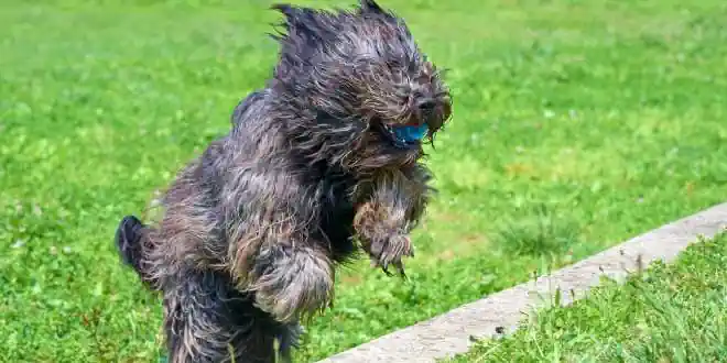 Bergamasker Hirtenhund Bergamasker Hirtenhund