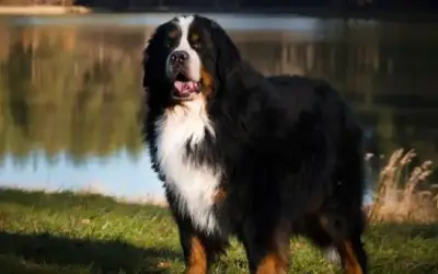 Berner Sennenhund » Rassebeschreibung