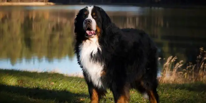 Berner Sennenhund » Rassebeschreibung