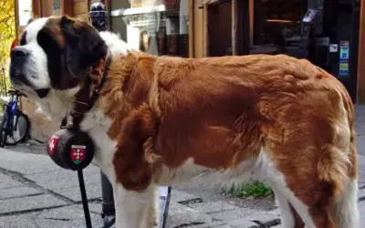 Bernhardiner » Rassebeschreibung