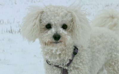 Bichon Frisé » Rassebeschrei­bung des Hundes