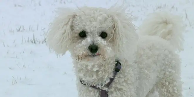 Bichon Frisé » Rassebeschreibung des Hundes