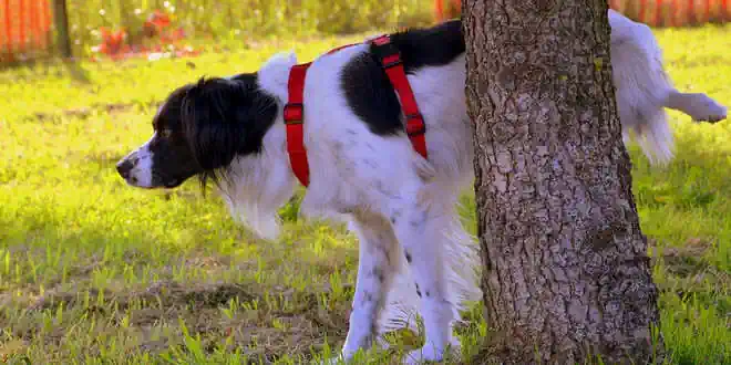 Zystitis – Blasenentzündung bei Hunden