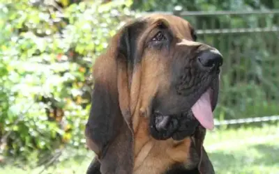 Bloodhound (Bluthund)