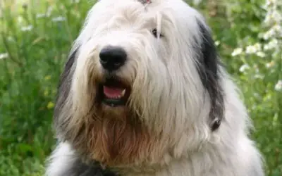 Bobtail – Old English Sheepdog » Rassebeschreibung