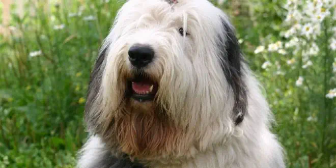 Bobtail Bobtail